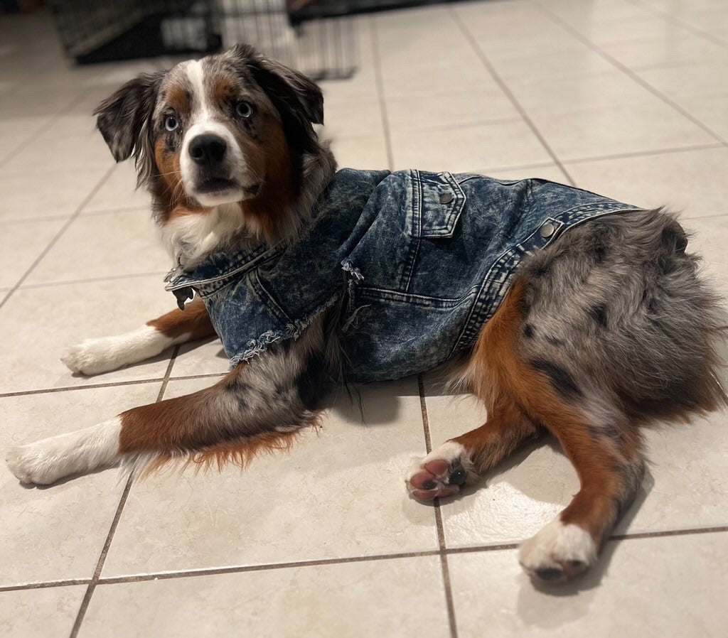 The Dog Fans Vest Top