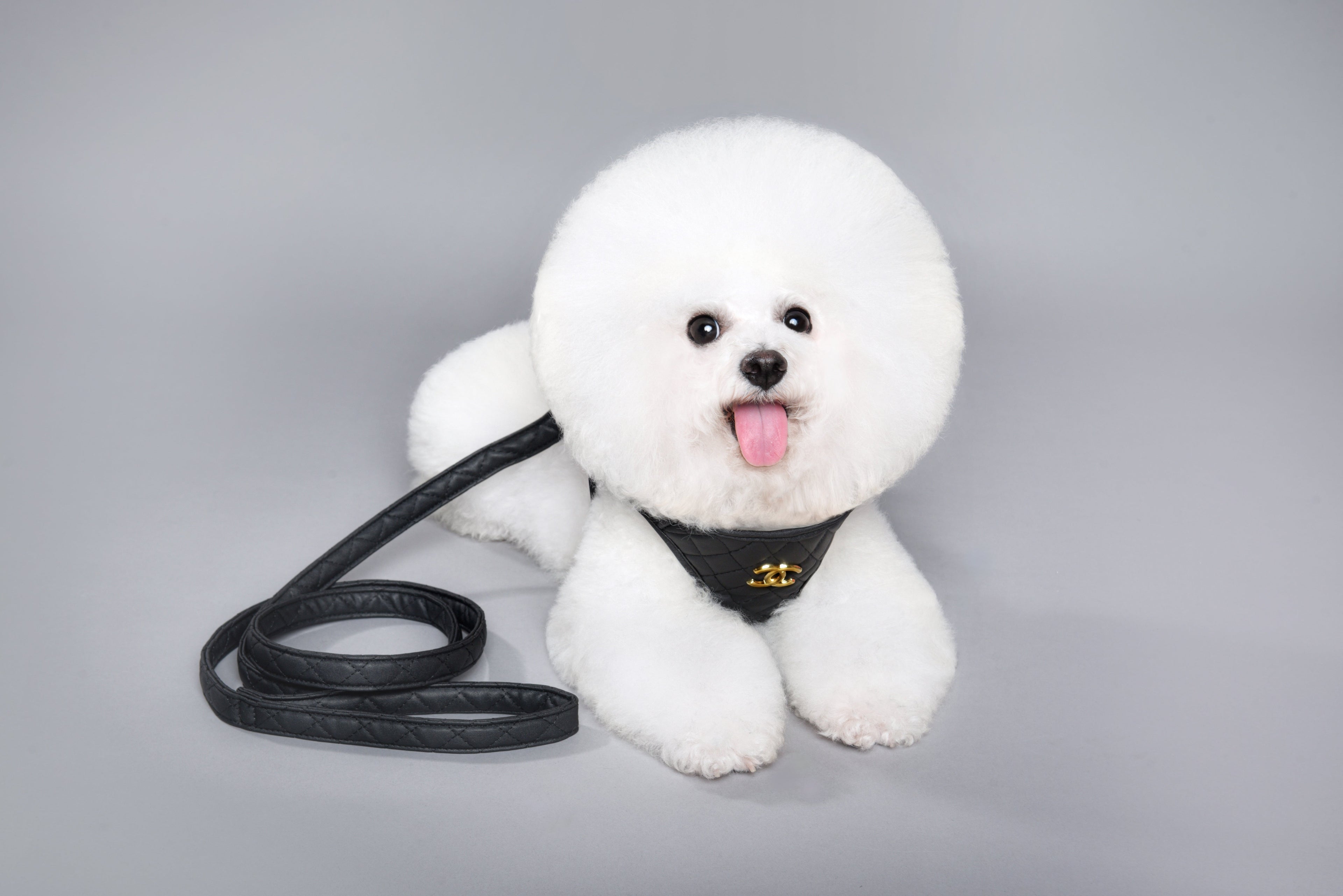 C Black Chest Harness 037