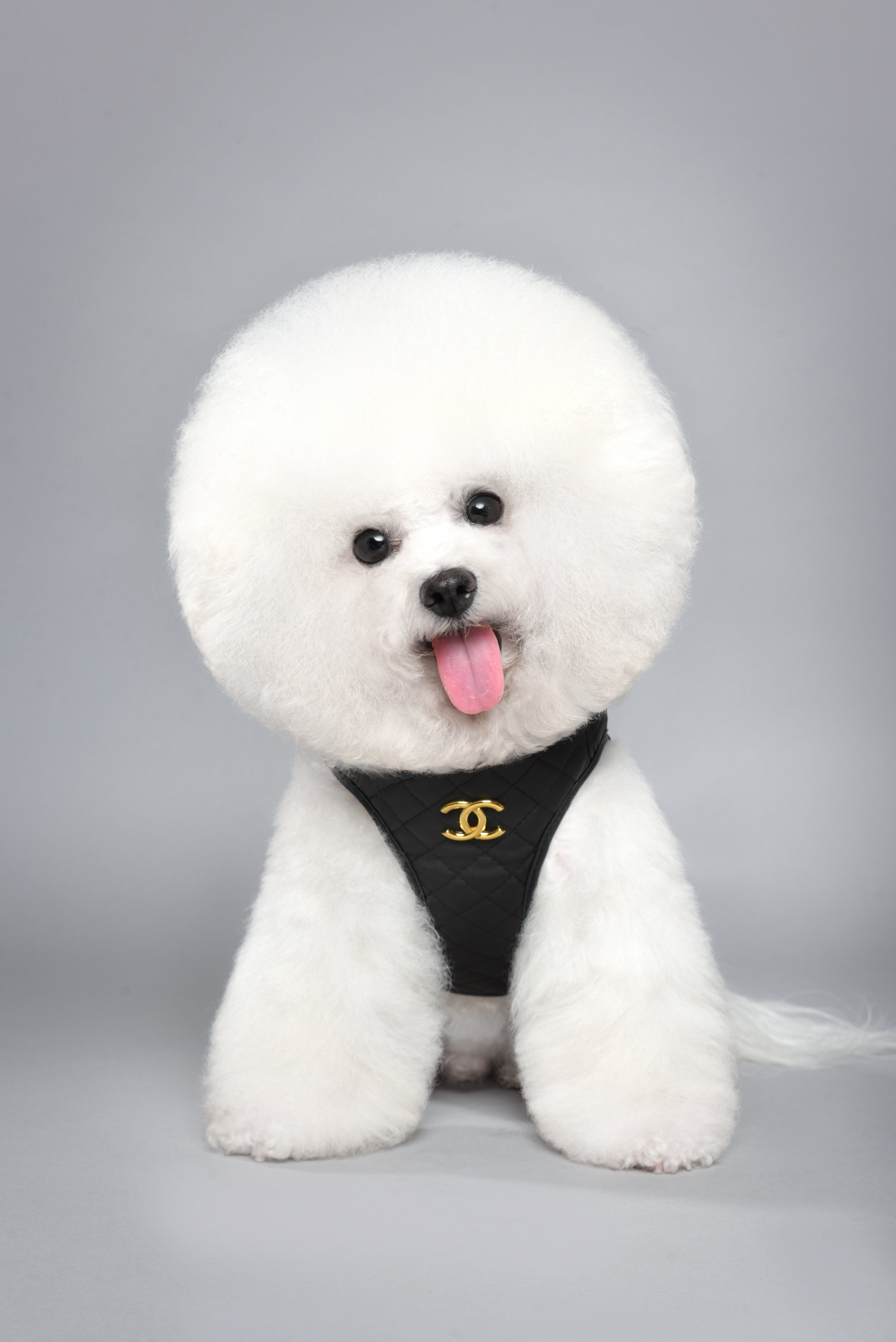 C Black Chest Harness 037