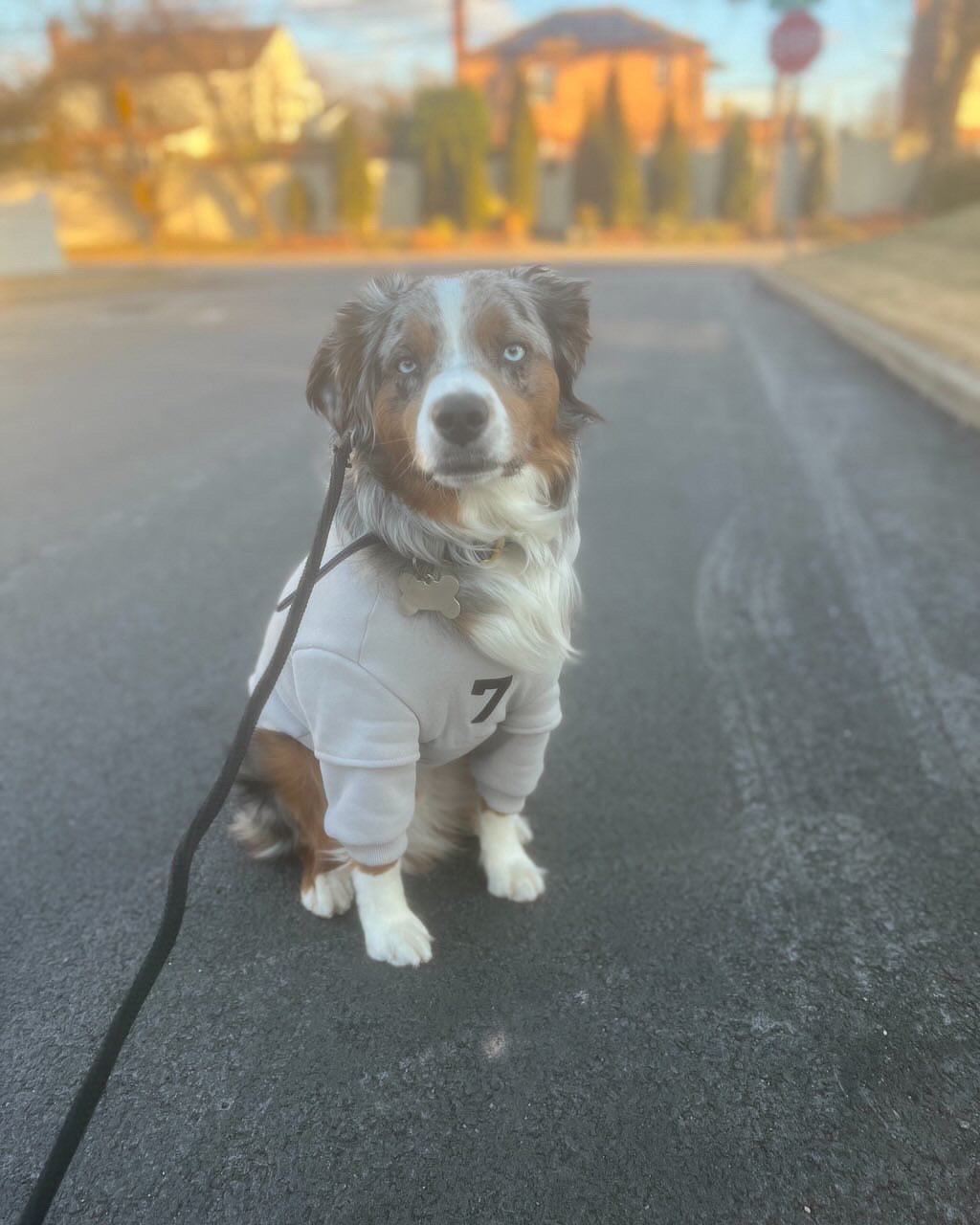 Fearless of Dog Hoodies
