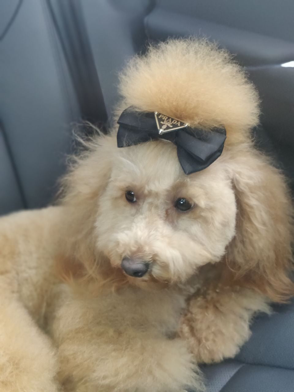 Pa Lu Bow Hair Accessories