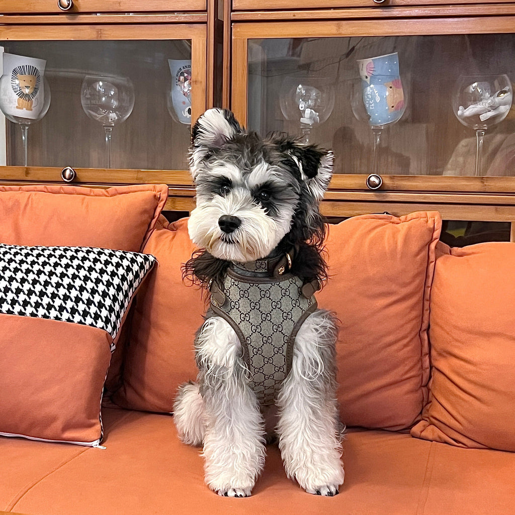 Popular Style Chest Harness 054