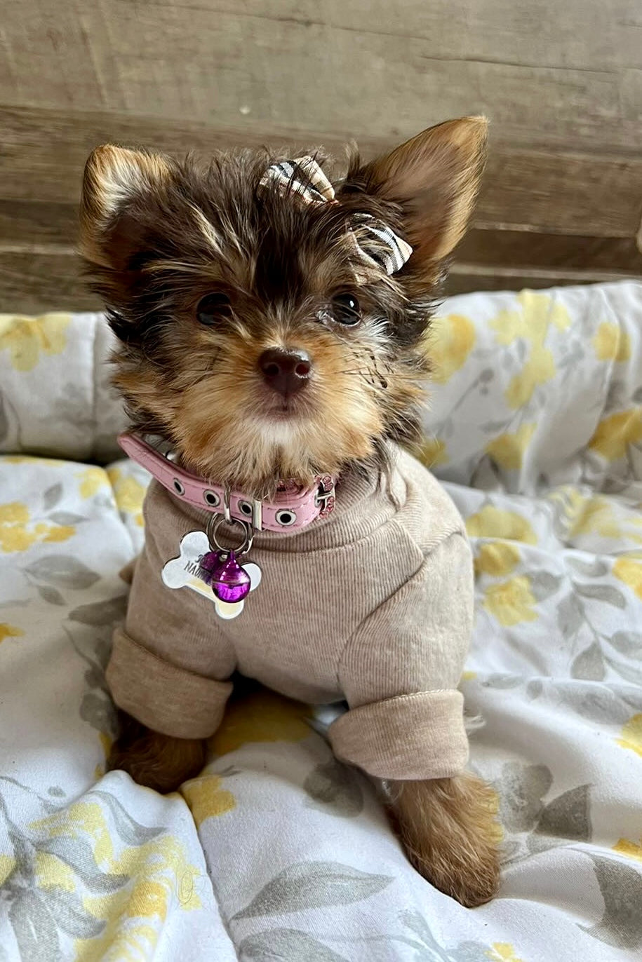The Basics Soft Stretchy Everyday Dog Top