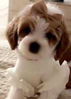 Stylish Frill Dog Top
