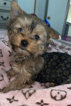 Furry Vuiton Brown Dress