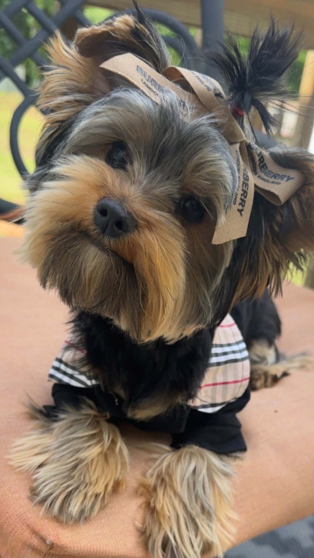 Preppy Pup Collar Top