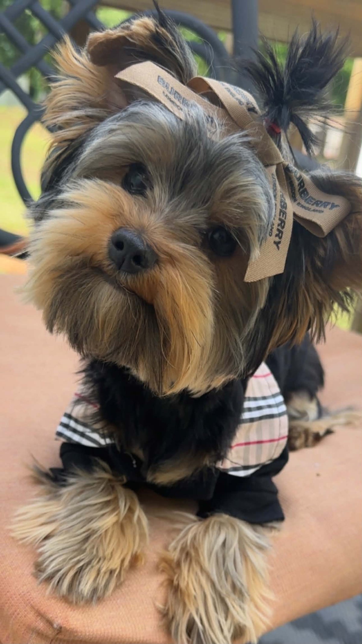 Preppy Pup Collar Top
