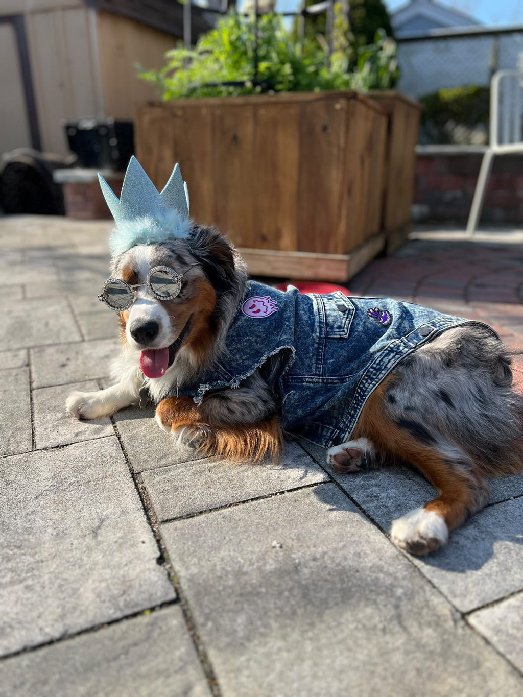 The Dog Fans Vest Top