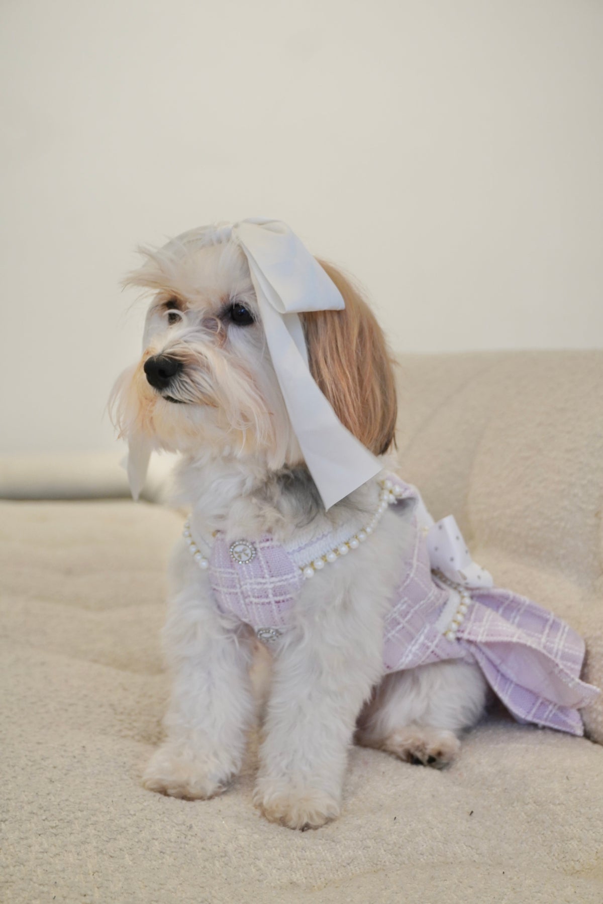 Spring Fling Queen Dress  Lilac Tweed Dog Dress