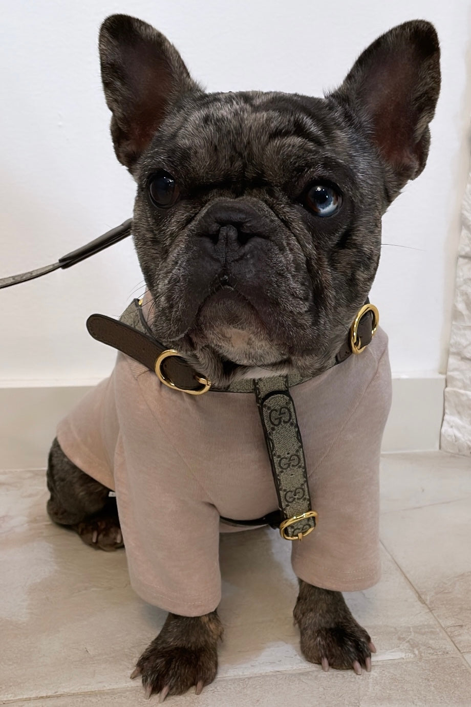 The Basics Soft Stretchy Everyday Dog Top
