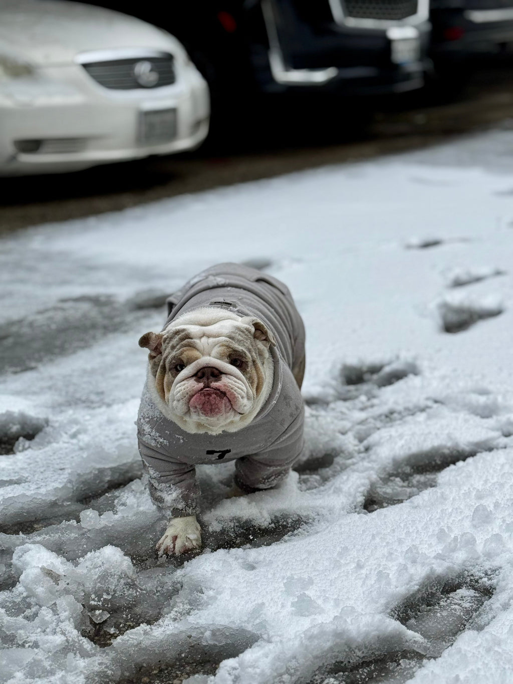 Fearless of Dog Hoodies