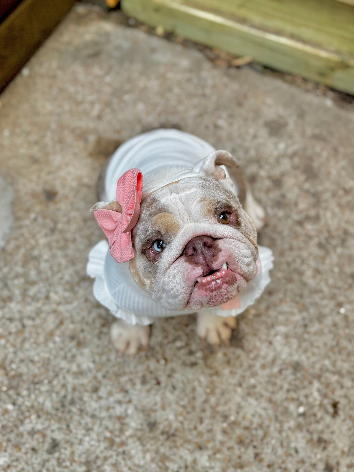 Stylish Frill Dog Top