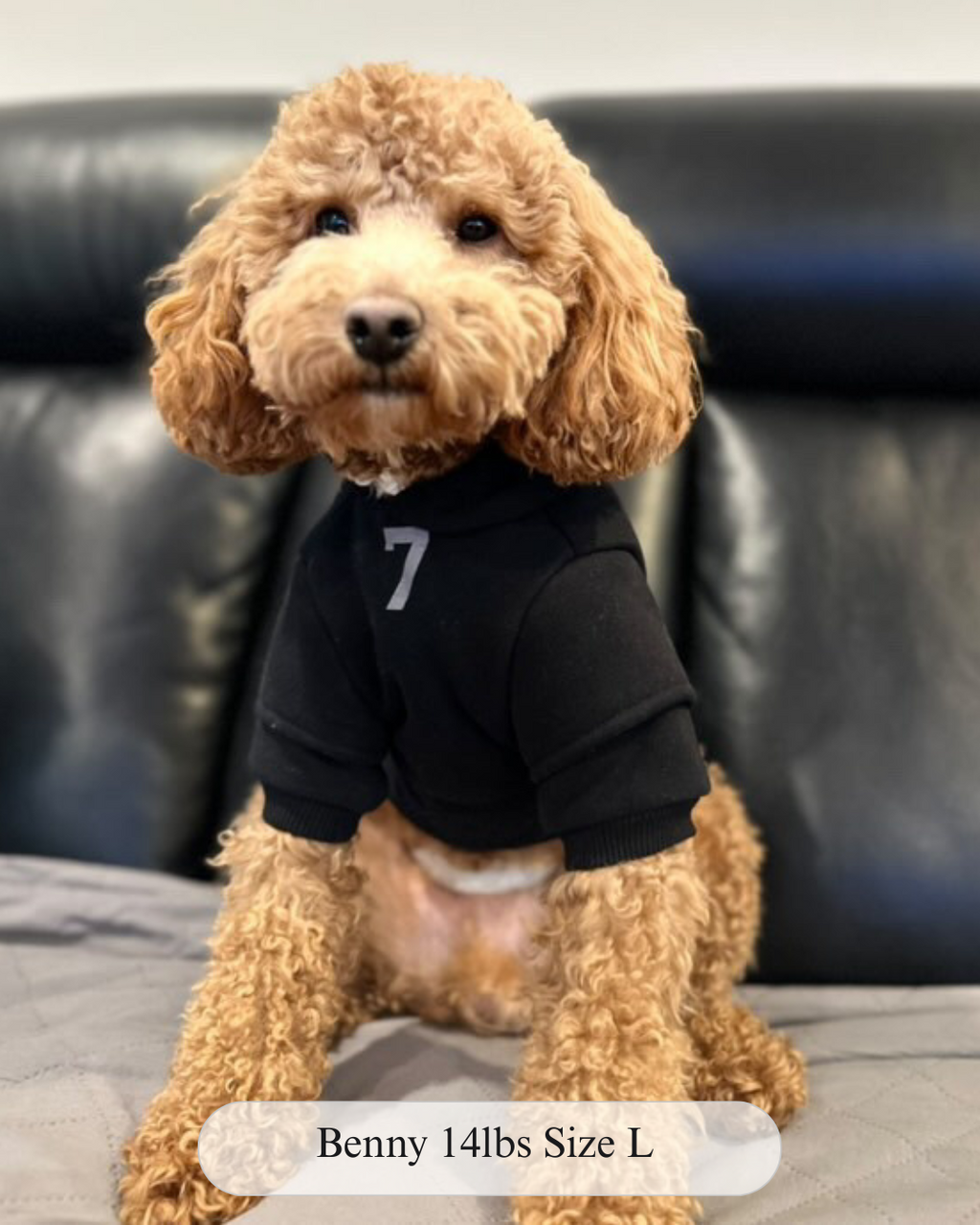 Fearless of Dog Hoodies