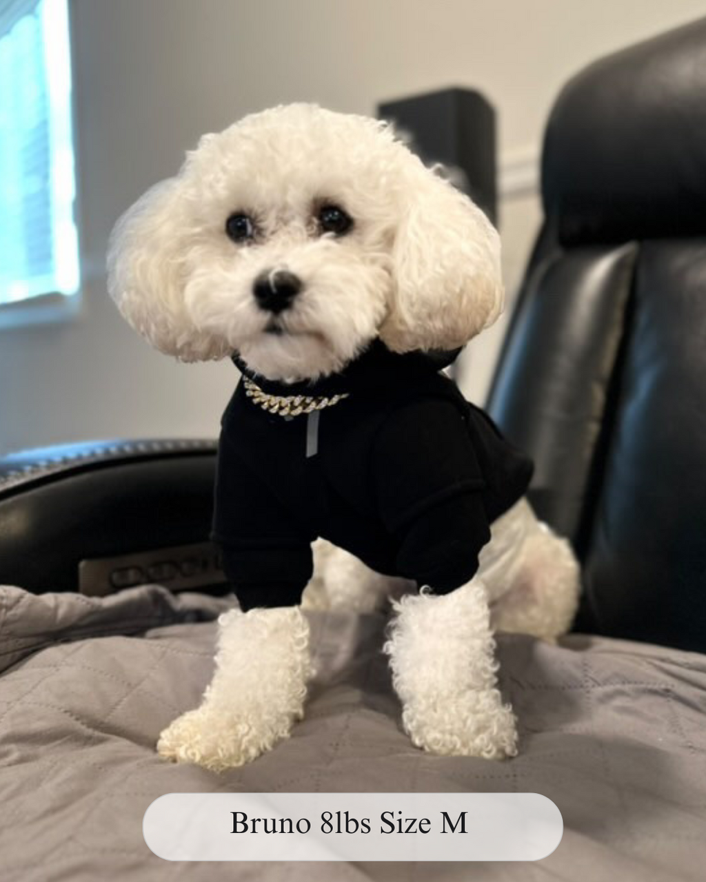 Fearless of Dog Hoodies