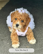 The Pixie Dress Tutu Dog Dress