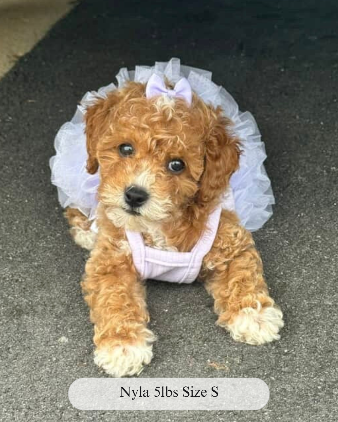 The Pixie Dress Tutu Dog Dress