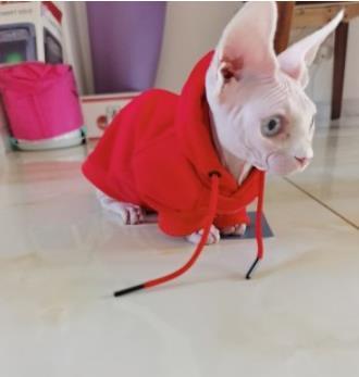 Little Chanel red hoodie jacket