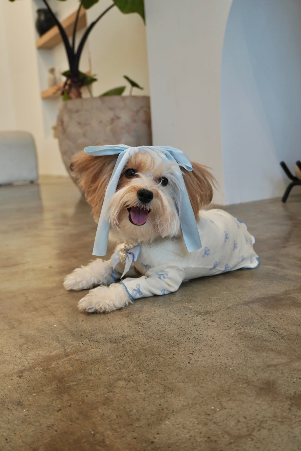 Coquette Ruffle Dog Top
